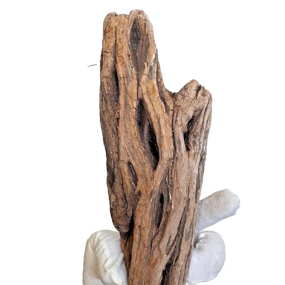 Set of 2 Cali. Coast Wavy Natural Driftwood Beach Burlwood 1.10 Lbs Terrarium